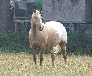 블랭킷/스노우캡 패턴 애펄루사