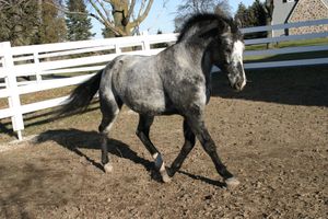 바니시 로안 패턴 애펄루사