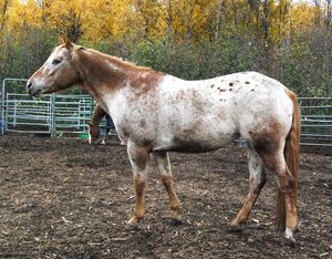 로안 블랭킷/프로스트 패턴 애펄루사