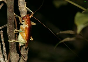 히노마루어리여치