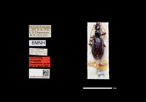 치즈맨이 수집한 Dicraspeda cheesmanae Baehr, 2009의 홀로타입