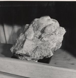 그리네 박물관에 보존된 화석