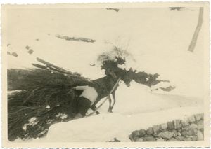 폰테 디 비냐에서 나무 묶음을 운반하는 노새와 함께 있는 사람