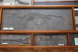 골격 (NHMUK PV R5465) 및 두개골 (NHMUK PV R3938) 에우리노사우루스, 골격 (NHMUK PV R4086) 스테노프테리지우스, 영국 자연사 박물관