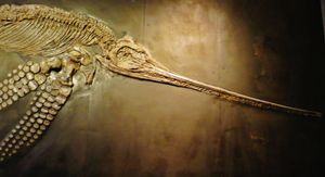 에우리노사우루스의 두개골