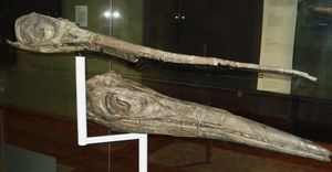 에우리노사우루스와 관련된 템노돈토사우루스의 두개골