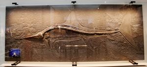 하우프 선사 박물관에 전시된 에우리노사우루스