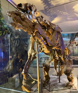 프랑스 파리의 자연사 박물관에 전시된 에레모테리움의 화석