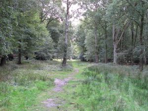 에핑 포리스트(Epping Forest)의 로어 포리스트