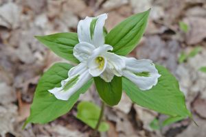 녹색증 꽃잎을 가진 Trillium grandiflorum