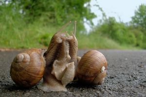 구애 중인 식용 달팽이, Helix pomatia