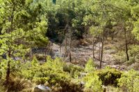 내륙 염해로 고사한 숲 (스페인 바헤스)