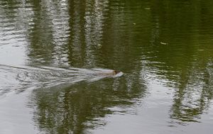 서식지: 개울에서 수영하는 오스트레일리아물쥐