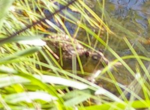 라칼리: 갈대는 포식자로부터 보호 기능을 제공한다