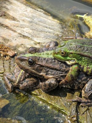 포접 중인 모습