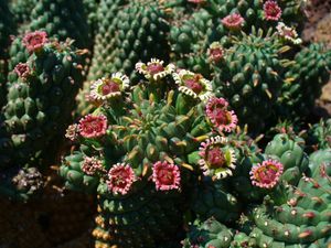 유포르비아 카풋-메두사 01