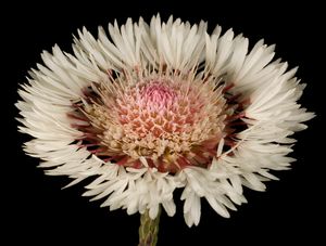 악티노디움 커닝하미 가짜 꽃차례