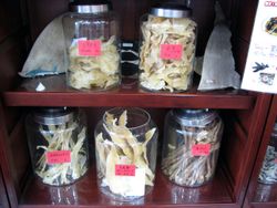 요코하마의 한 중국 약국에서 판매되는 상어 지느러미 및 기타 상어 부위