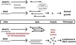 BRAF 유사유전자는 ceRNA로 작용한다