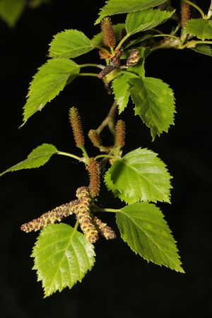 Betula pendula 은자작나무 꽃차례와 잎, Childwall Woods & Fields, Merseyside