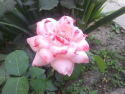 이스마일르의 장미