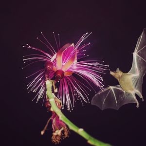 면도솔나무(Pseudobombax ellipticum) 꽃에서