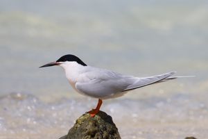 S. d. gracilis, Capricornia Cays 국립공원, 퀸즐랜드, 오스트레일리아