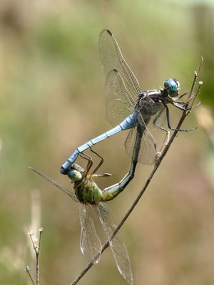 습지 잠자리, Orthetrum luzonicum의 짝짓기, "하트" 모양 형성