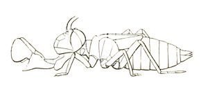 턱 가면이 펼쳐진 물잠자리 유충 그림