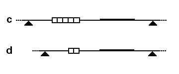 VNTR 길이 변화에 의한 RFLP 개략도