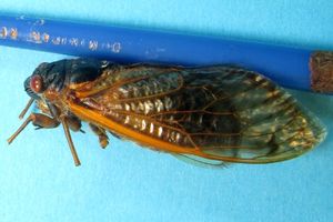 Decim 종 그룹의 13년 주기 매미 M. tredecim