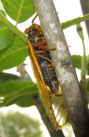 Decula 종 그룹의 13년 주기 매미 M. tredecula