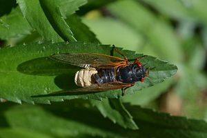 메릴랜드주 베세스다에서 복부에 Massospora cicadina 감염을 보인 Brood X Magicicada (2021년 5월 31일)