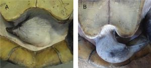 왼쪽은 암컷(A), 오른쪽은 수컷(B)의 꼬리