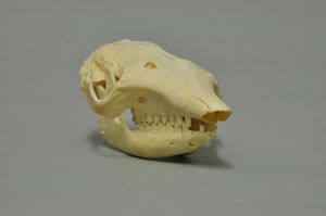 큰긴털아르마딜로의 두개골