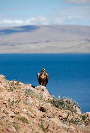 티베트의 큰말똥가리