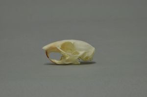 타운센드다람쥐의 두개골