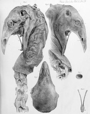 메갈랍테릭스 디디누스(*Megalapteryx didinus*) 머리