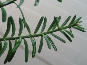 Prumnopitys속의 잎