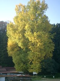 마루모리의 큰 은행나무