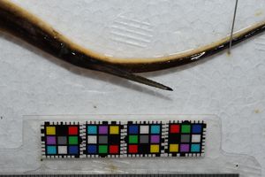 갈고리가 있는 홍어의 꼬리 가시.