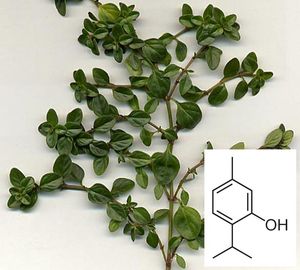 티몰의 명칭은 허브의 일종인 타임에서 유래한다