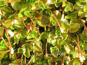 맥쿼리 섬 식물군, Epilobium pedunculare