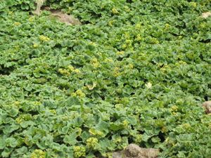 맥쿼리 섬 식물군, Stilbocarpa polaris
