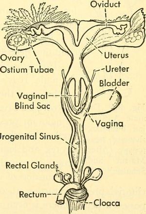 암컷 웜뱃의 생식 기관