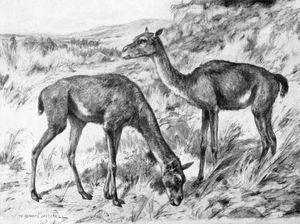 스테노밀루스(Stenomylus) 그림