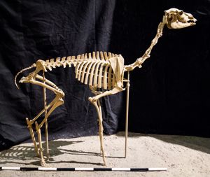 스테노밀루스(Stenomylus) 골격