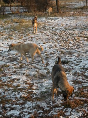 부쿠레슈티의 들개