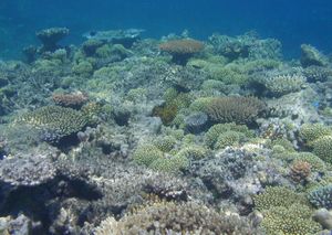 그레이트 배리어 리프의 케언즈 구역에 있는 에이진코트 리프