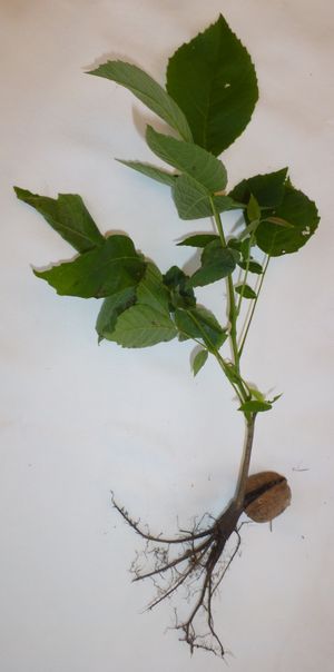 묘목; 톱니 모양의 잎 가장자리에 유의